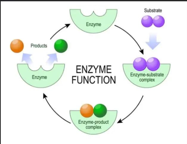 Enzymes